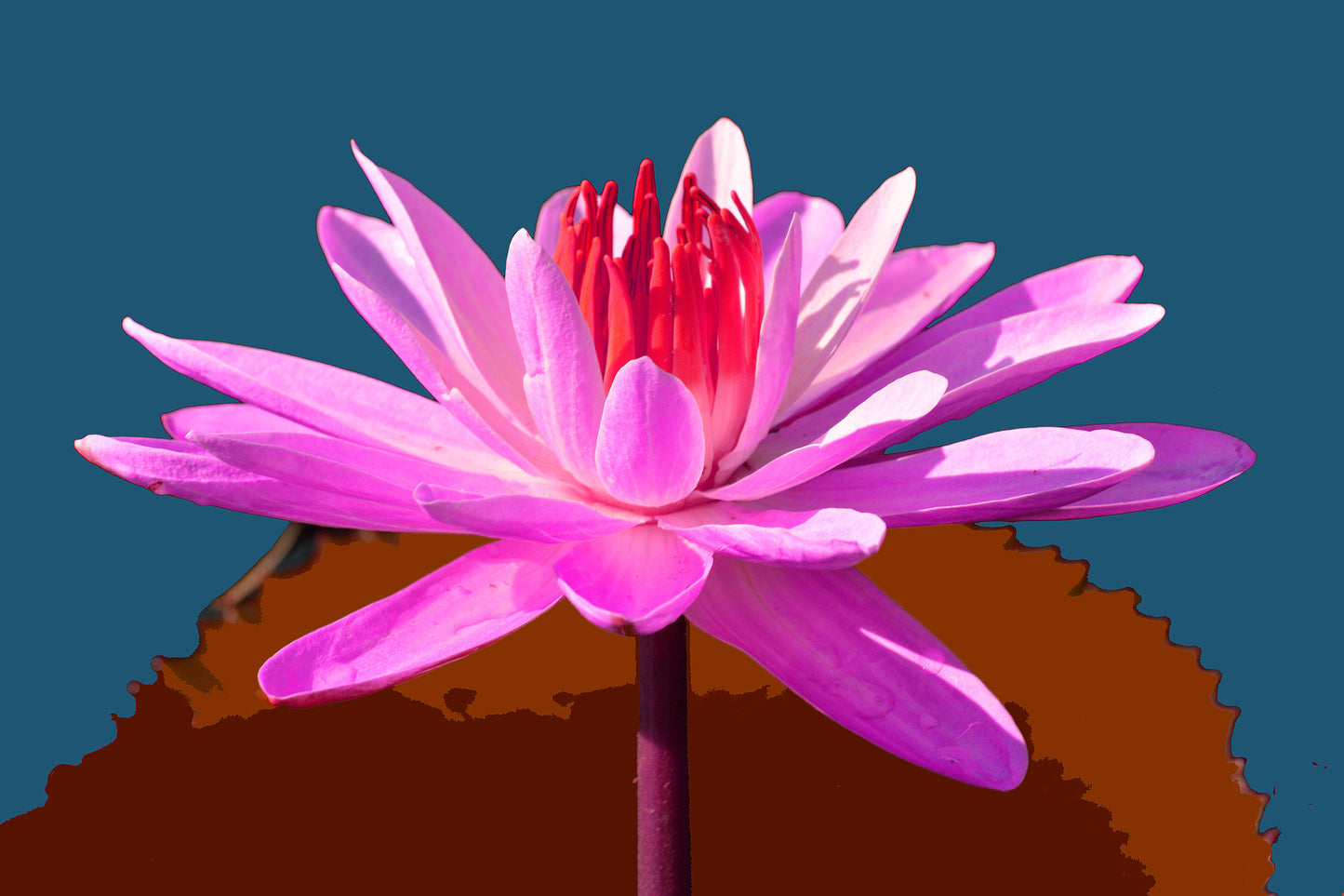 Water Lilies #716