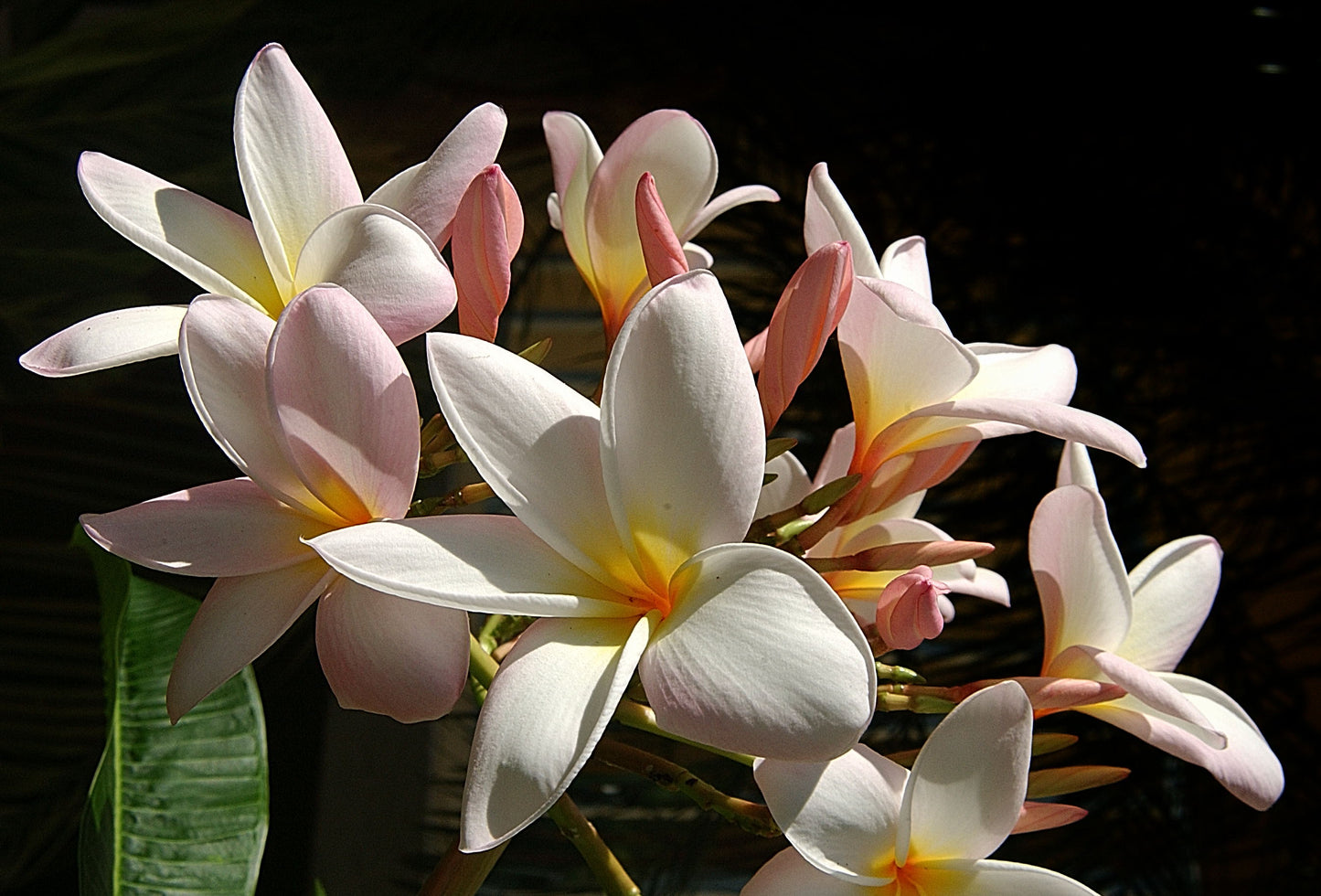 White Flowers