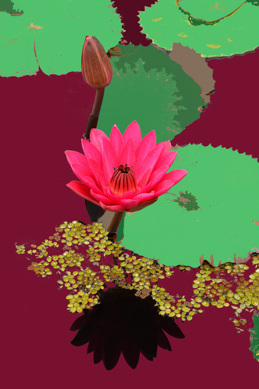 Water Lilies #487