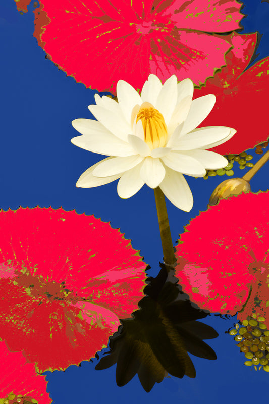 Water Lilies #489