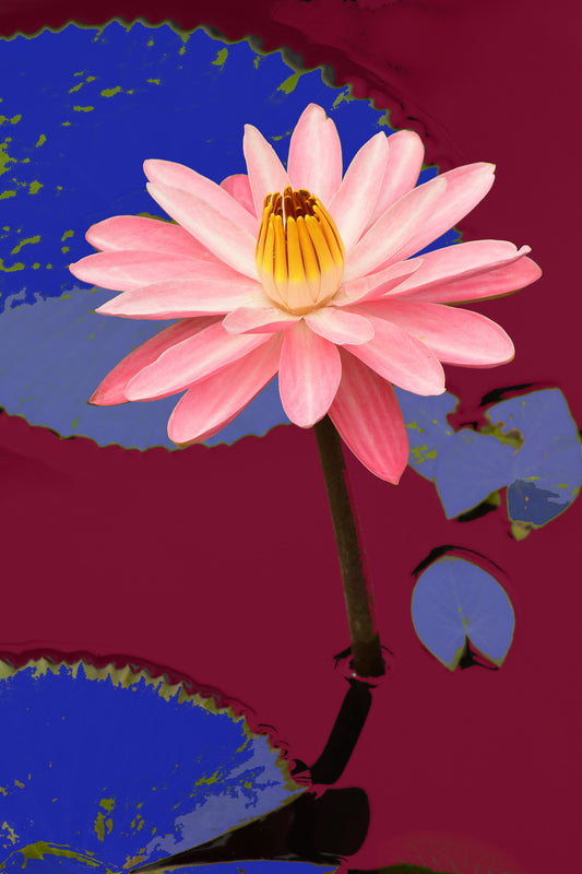 Water Lilies #507