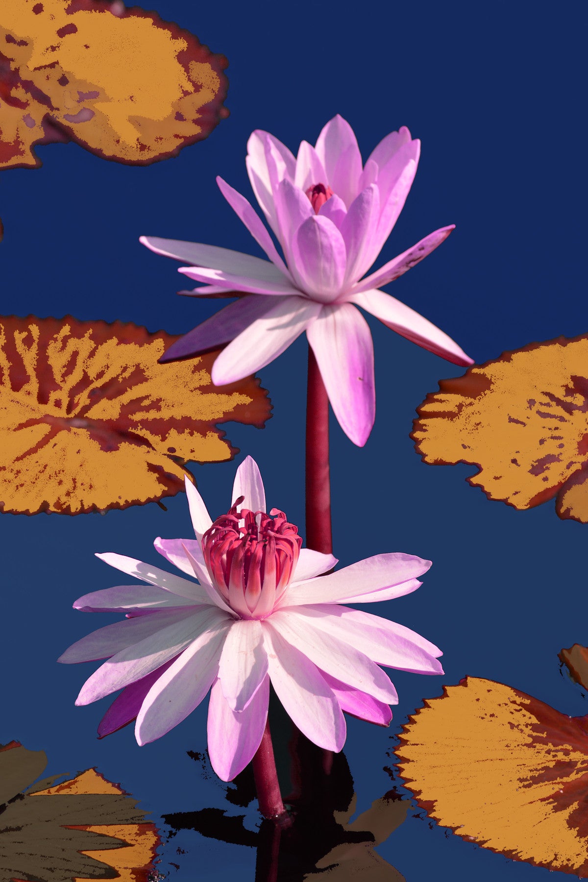 Water Lilies #705