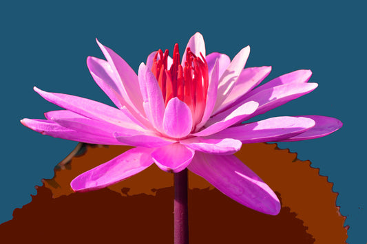 Water Lilies #716