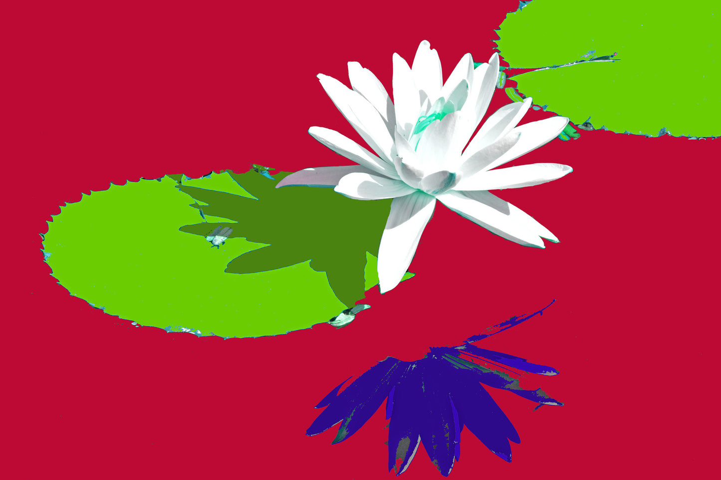 Water Lilies #893