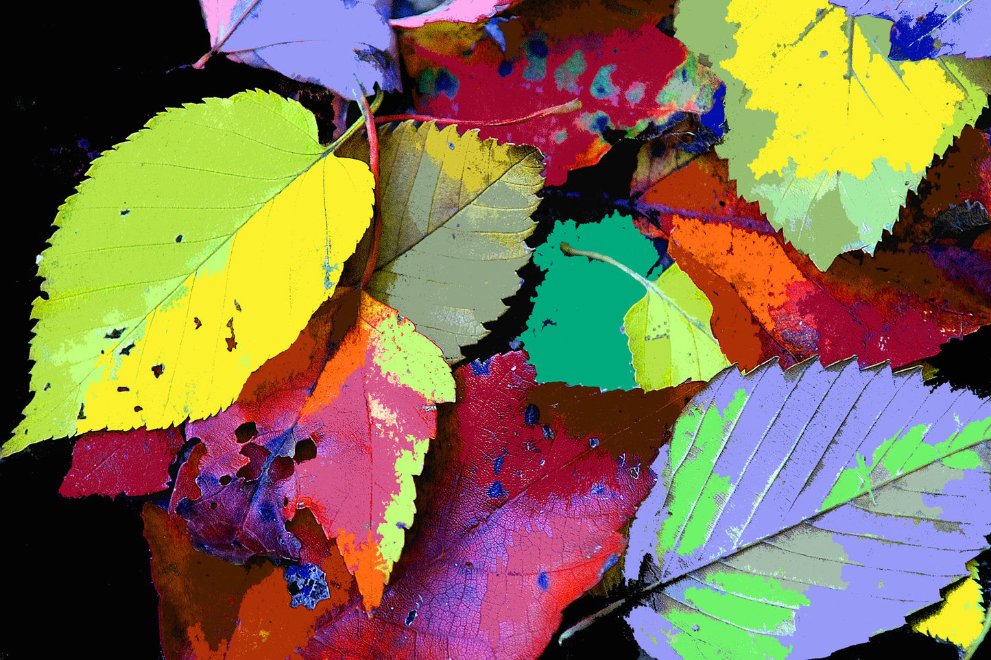 Leaves #1