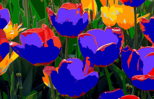 Tulip #23