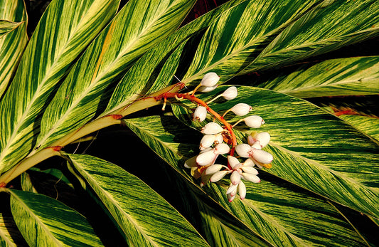 Green Leaves